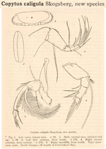 Copytus caligula Skogsberg, 1939 from the original description