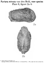 Puriana minuta Bold, 1963 from the original description