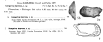 Kangarina depressa  Bold, 1968 from original description