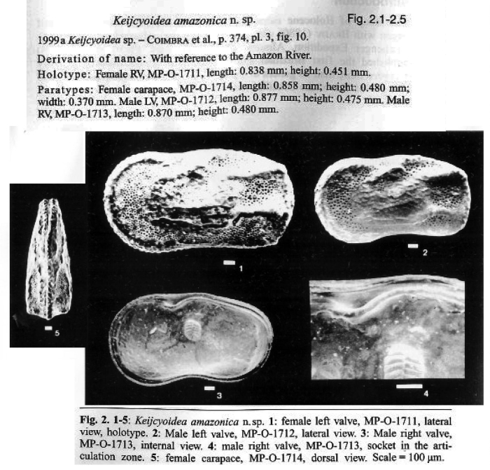 Keijcyoidea amazonica Bergue &amp; Coimbra, 2002 from original description