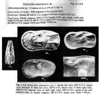 Keijcyoidea amazonica Bergue & Coimbra, 2002 from original description