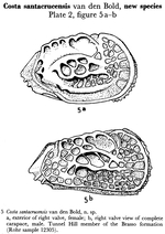 Costa santacrucensis Bold, 1957 from the original description