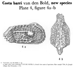 Costa barri Bold, 1960 from the original description