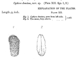 Cythere demissa Brady, 1868 from original description