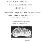 Keijia demissa (Brady, 1868) from original description