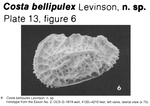 Costa bellipulex Levinson, 1974 from the original description