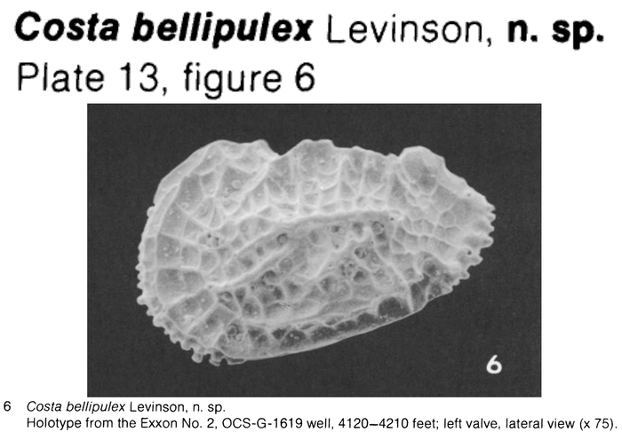 Costa bellipulex Levinson, 1974 from the original description