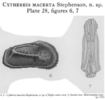 Cythereis macerta Stephenson, 1944 from the original description