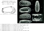 Ostracoda (seed shrimp)