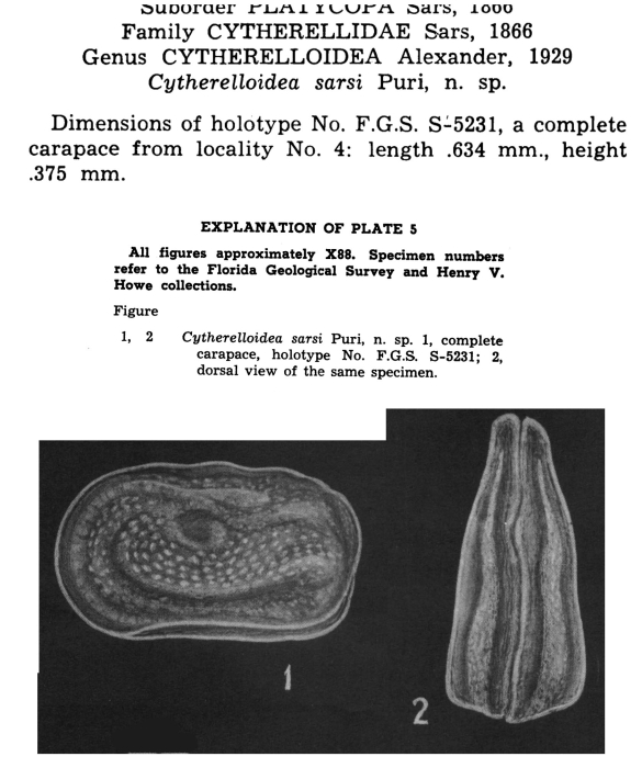 Cytherelloidea sarsi