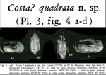 Costa quadrata Bold, 1972 from the original description