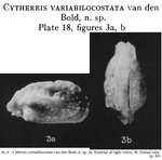 Caribbean Ostracoda