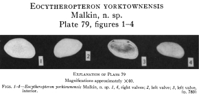 Eocytheropteron yorktownense Malkin, 1953 from the original description