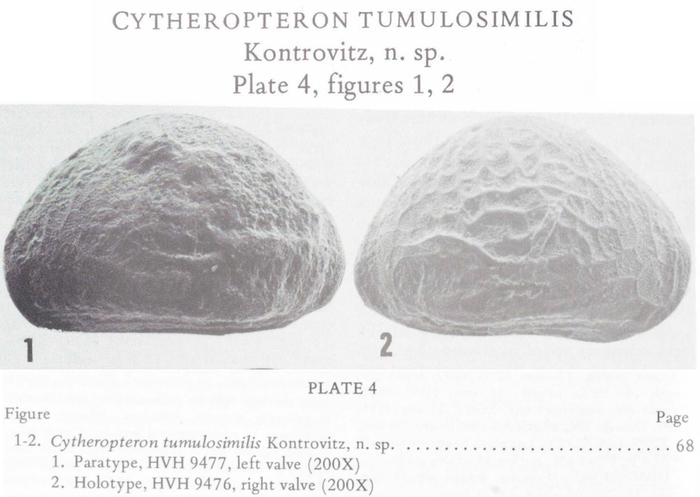 Cytheropteron tumulosimile Kontrovitz, 1976 from the original description