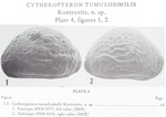Cytheropteron tumulosimile Kontrovitz, 1976 from the original description