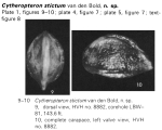 Cytheropteron stictum Bold, 1973 from the original description