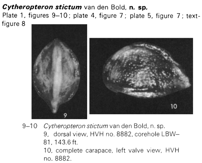 Cytheropteron stictum Bold, 1973 from the original description