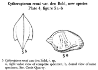 Cytheropteron renzi Bold, 1957 from the original description