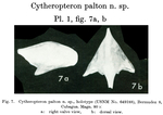 Cytheropteron palton Bold, 1966 from the original description