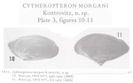 Cytheropteron morgani Kontrovitz, 1976  from the original description