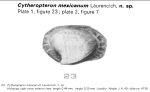 Cytheropteron mexicanum Laurencich, 1969 from the original description