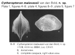 Cytheropteron malavassii Bold, 1973  from the original description