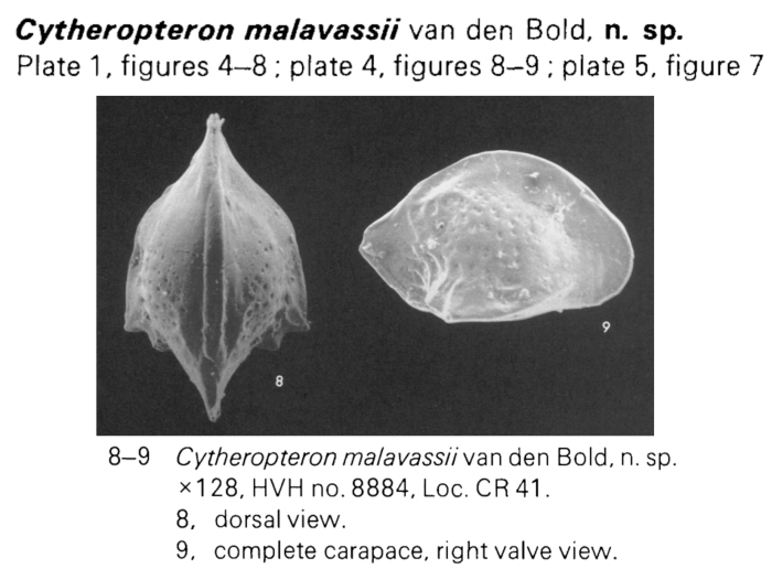 Cytheropteron malavassii Bold, 1973  from the original description