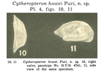 Cytheropteron howei Puri, 1960 from the original description