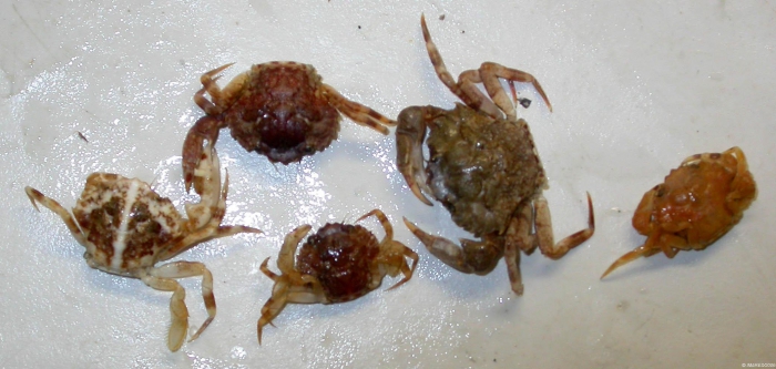 Liocarcinus pusillus (Leach, 1815) Liocarcinus pusillus (Leach, 1815)