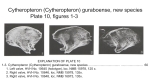 Caribbean Ostracoda