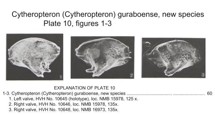 Cytheropteron guraboense Bold, 1988 from the original description