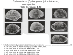 Cytheropteron dominicanum Bold, 1988 from the original description