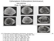 Cytheropteron dominicanum Bold, 1988 from the original description