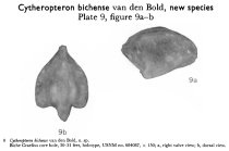 Cytheropteron bichense Bold, 1963 from the original description