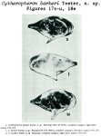 Caribbean Ostracoda
