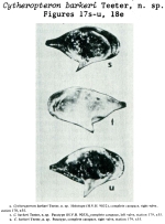 Cytheropteron barkeri Teeter, 1975 from the original description