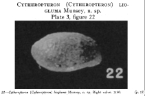 Cytheropteron (Cytheropteron) liogluma Munsey, 1953 from the original description
