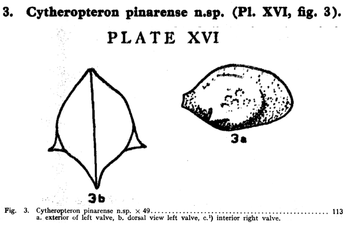 Cytheropteron (Aversovalva) pinarense (Bold, 1946) Bold, 1973 from the original description