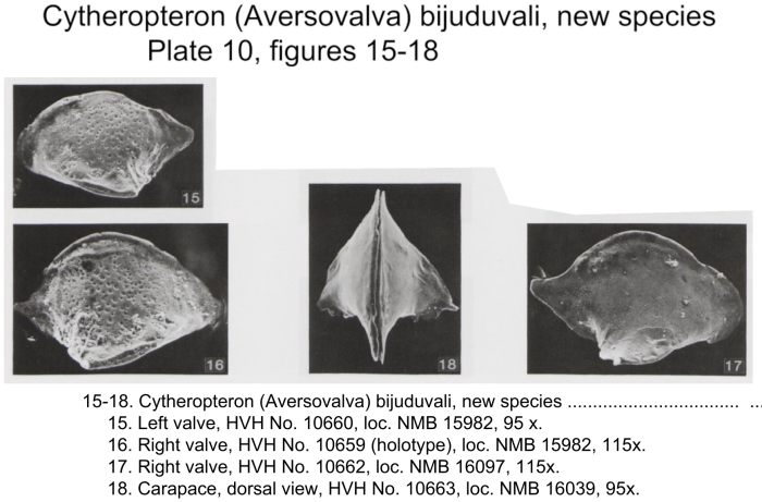 Cytheropteron (Aversovalva) bijuduvali Bold, 1988 from the original description