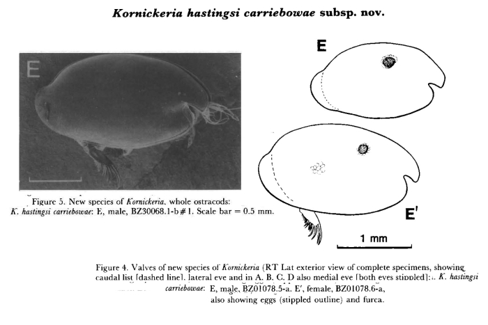 Kornickeria hastingsi carriebowae Cohen &amp; Morin, 1993 from original description