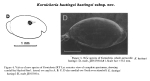 Kornickeria hastingsi hastingsi Cohen & Morin, 1993 from original description