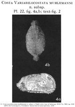 Costa variabilocostata muhlemanni Bold, 1966 from the original description