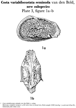 Costa variabilocostata seminuda Bold, 1958 from the original description