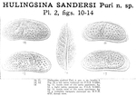 Hulingsina sandersi Puri, 1958 from the original description