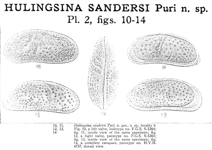 Hulingsina sandersi Puri, 1958 from the original description