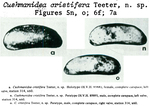 Caribbean Ostracoda