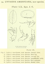 Cythere americana Sharpe, 1908 from the original description