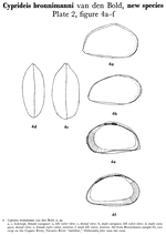 Cyprideis bronnimanni Bold, 1958 from the original description
