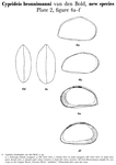 Cyprideis bronnimanni Bold, 1958 from the original description