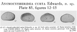 Anomocytheridea curta Edwards, 1944 from the original description